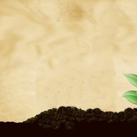 grow where you are planted3